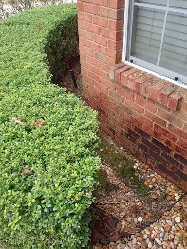 Algae Staining on Brick (2)